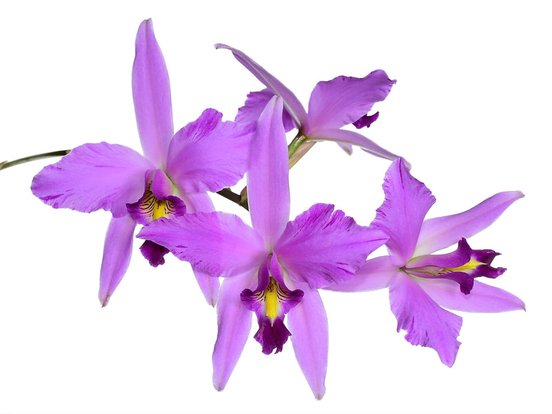 Laelia Finckeniana
