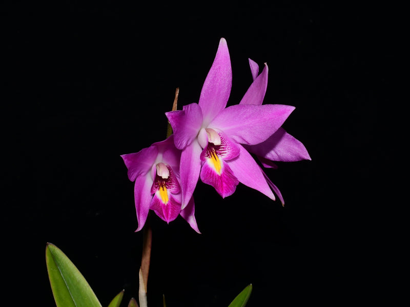 Laelia Finckeniana lineolata