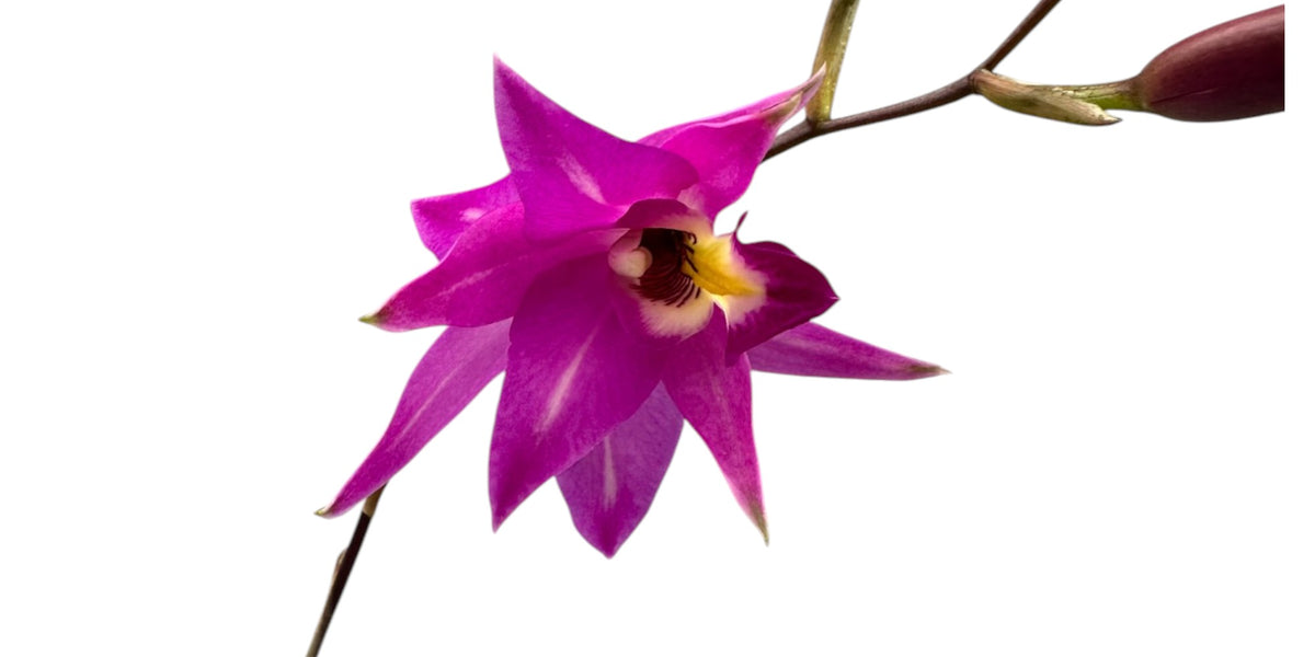 Laelia_Finckeniana_lineolata_1