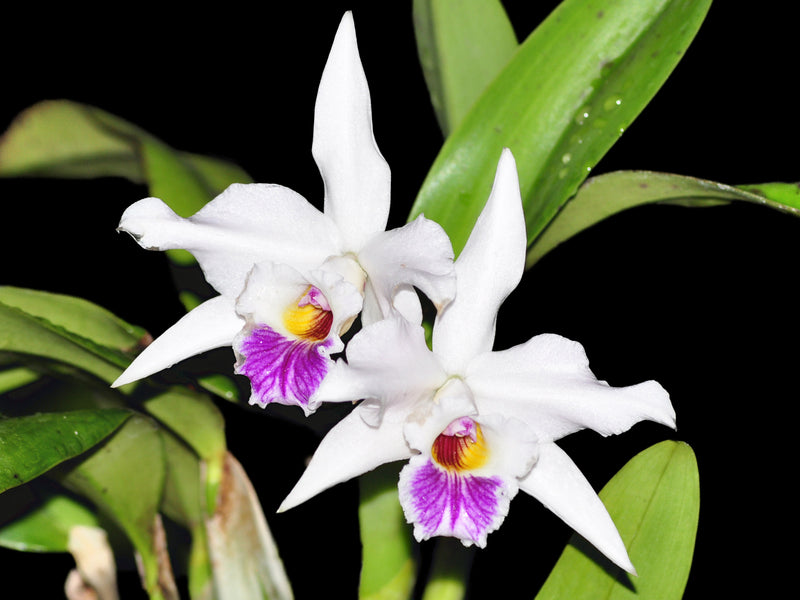 Laelia alaorii x Laelia crispa