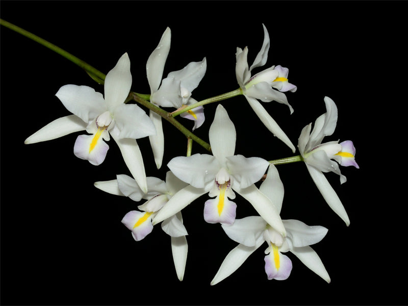 Laelia albida