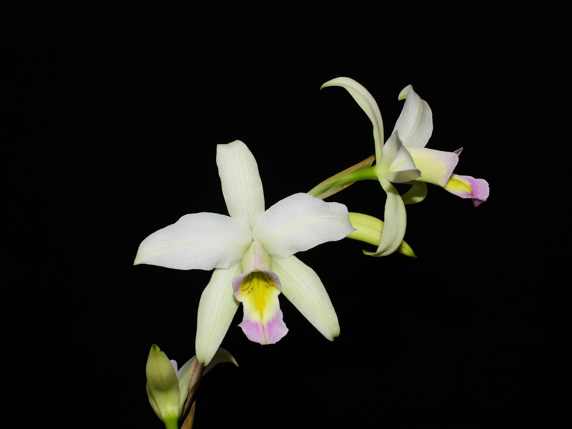 Laelia anceps f. carnea
