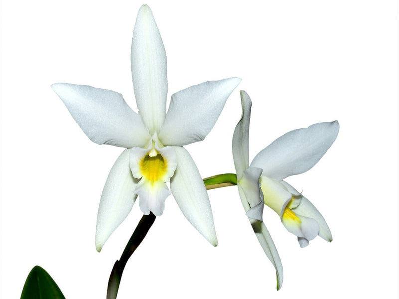 Laelia anceps f. alba