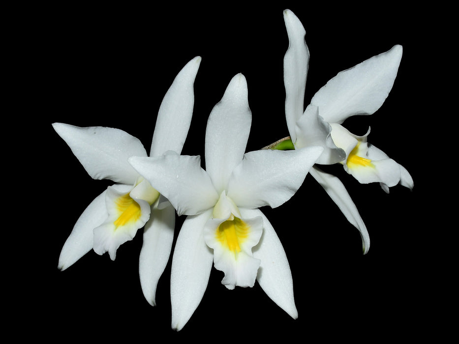 Laelia anceps f. alba