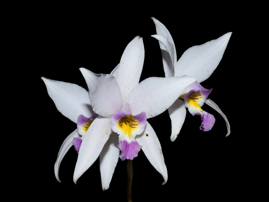 Laelia anceps f. coerulea