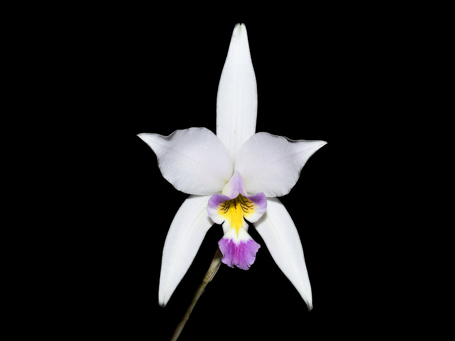 Laelia anceps f. coerulea