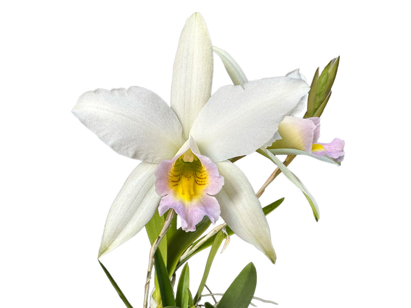 Laelia anceps f. semialba