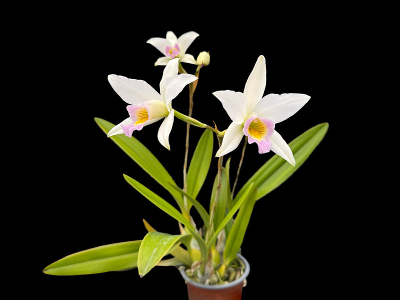 Laelia anceps f. semialba
