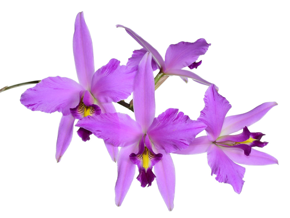 Laelia anceps lineolata