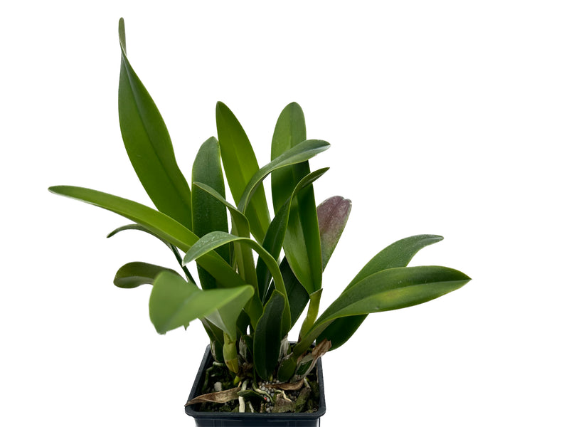 Rhyncholaeliocattleya Niña Bonita