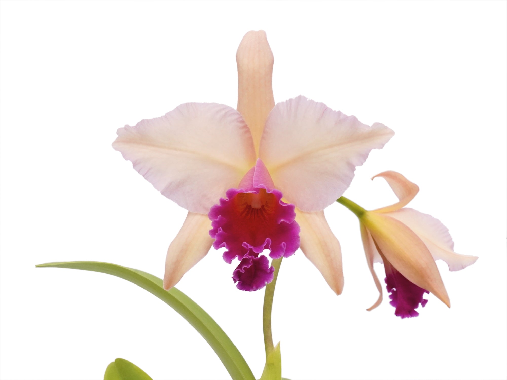 Rhyncatlaelia Niña Bonita