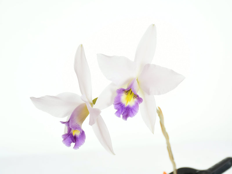 Laelia anceps var veitchiana
