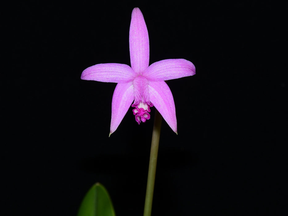 Laelia bradei