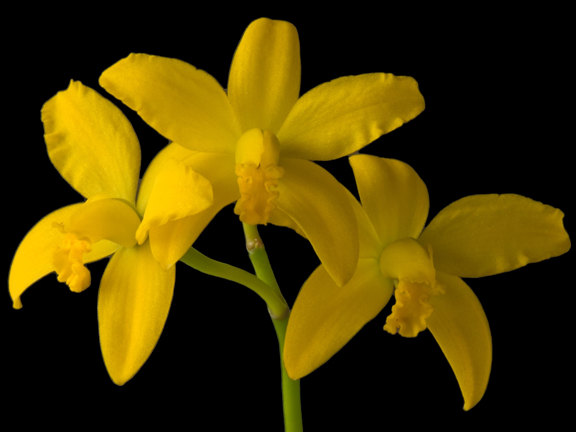 Cattleya briegeri