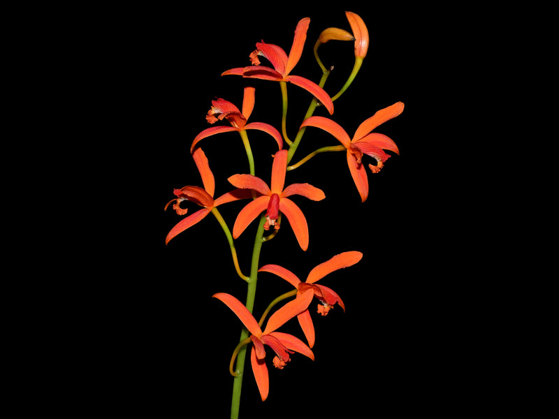 Cattleya cinnabarina