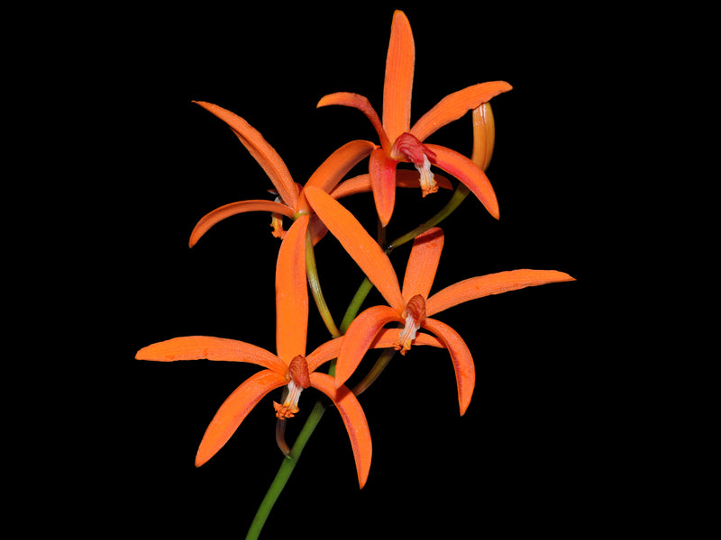 Cattleya cinnabarina