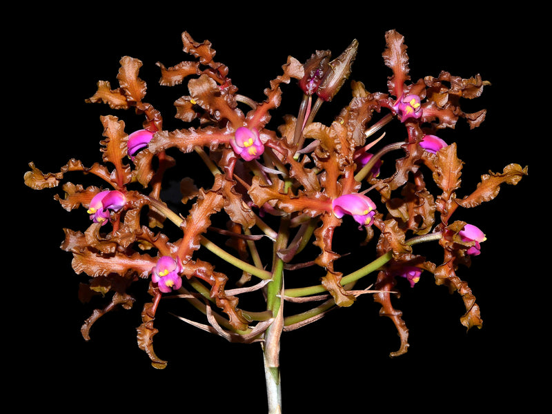Laelia colombiana