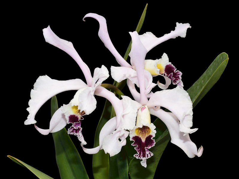 Cattleya crispa