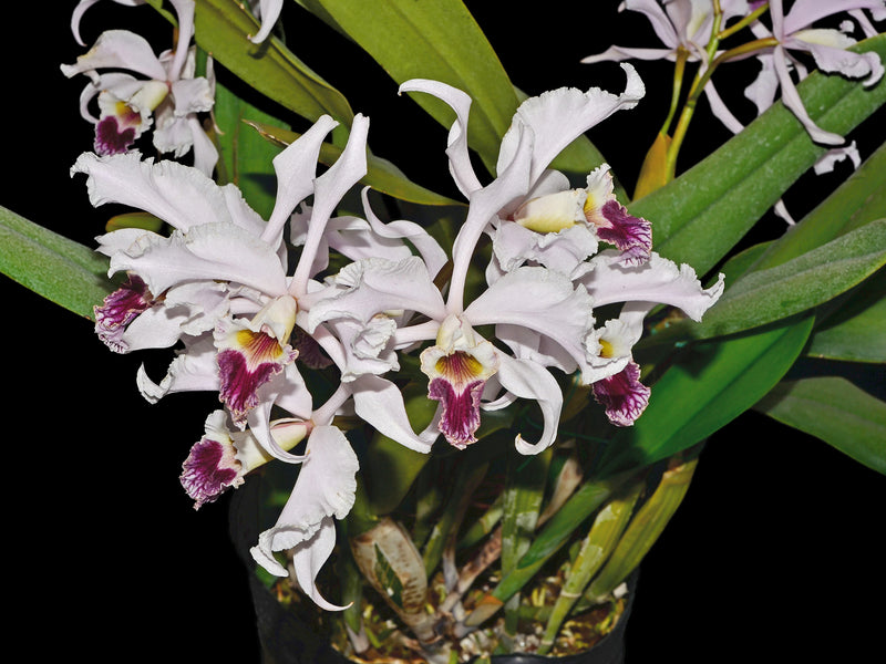 Cattleya crispa
