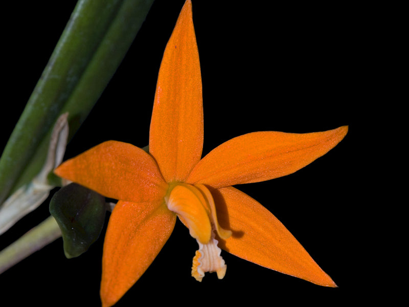 Cattleya harpophylla