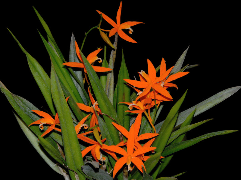 Cattleya harpophylla