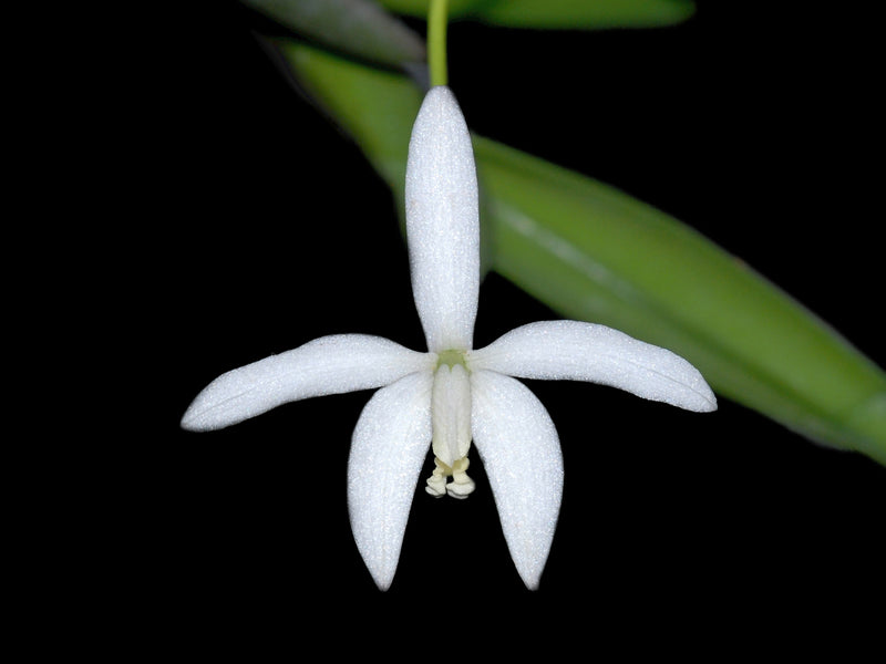 Cattleya kettieana