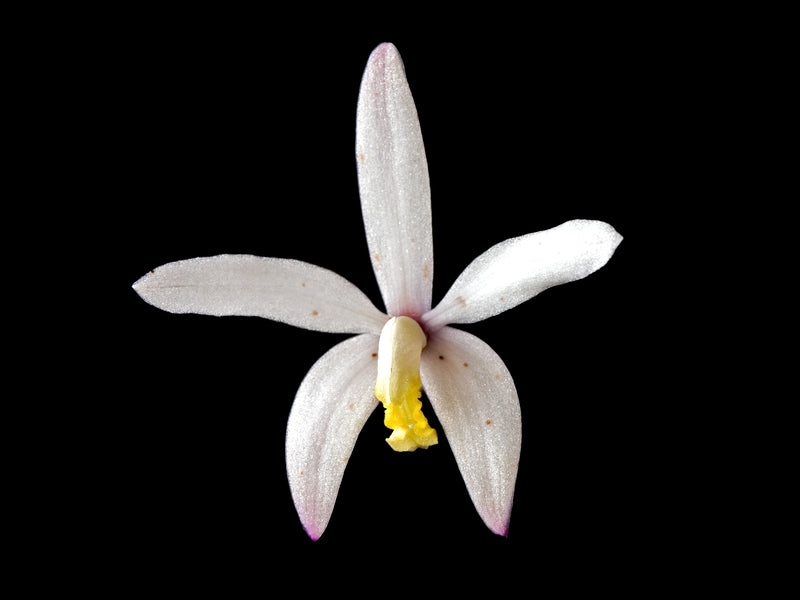 Cattleya kettieana