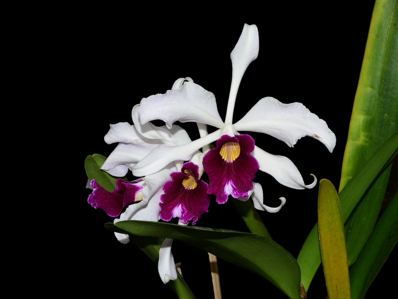 Cattleya purpurata 'Ecuagenera'