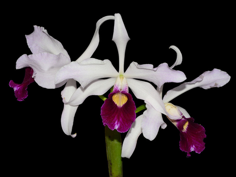 Cattleya purpurata 'Ecuagenera'