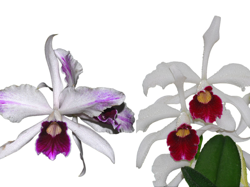 Cattleya purpurata Ecuagenera x vinicolor Inti