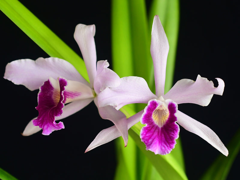 Cattleya purpurata Ecuagenera x vinicolor Inti