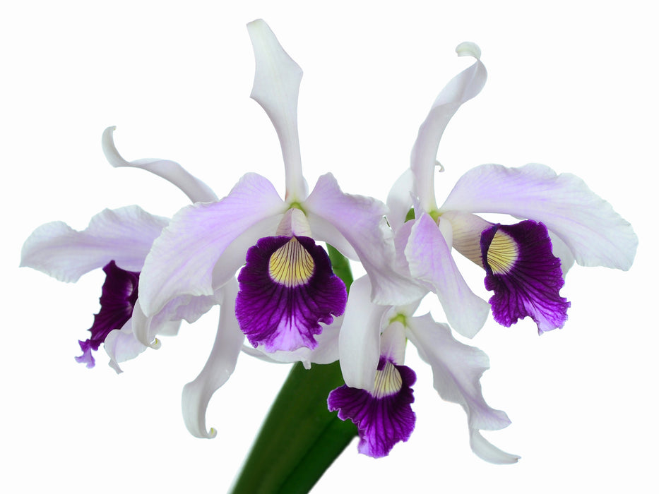 Laelia purpurata Flamea Cheri x alba Campanea