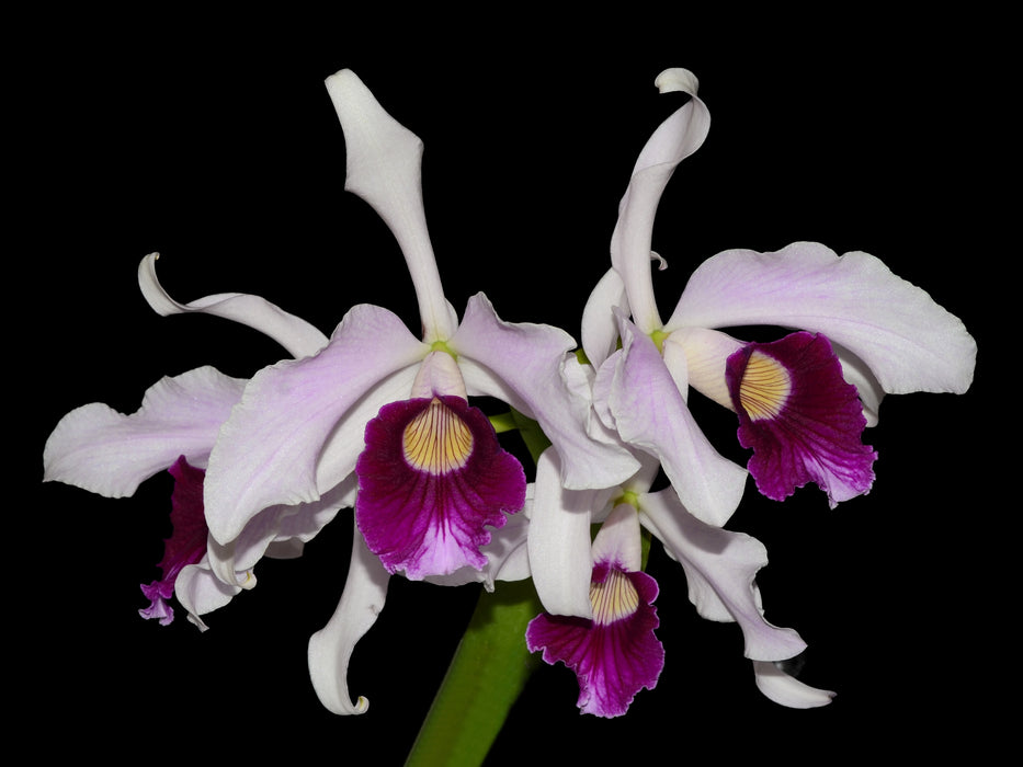 Laelia purpurata Flamea Cheri x alba Campanea