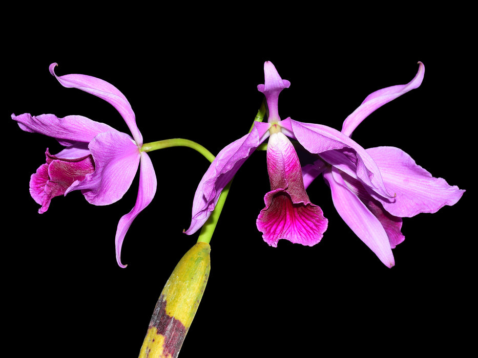 Laelia purpurata 'Flamea'