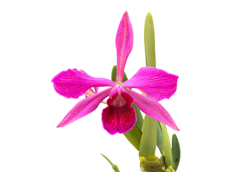 Cattleya purpurata [(Rubra Canever # 14 Budny x Sanguinea '105') x 'Flamea']