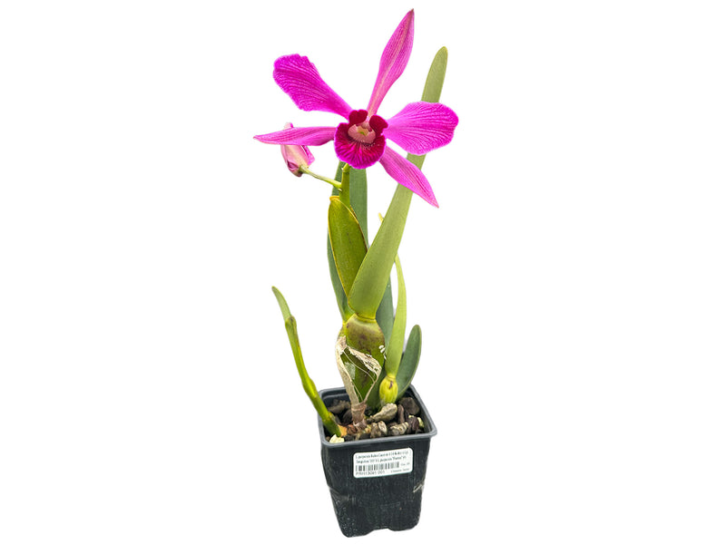 Cattleya purpurata [(Rubra Canever # 14 Budny x Sanguinea '105') x 'Flamea']