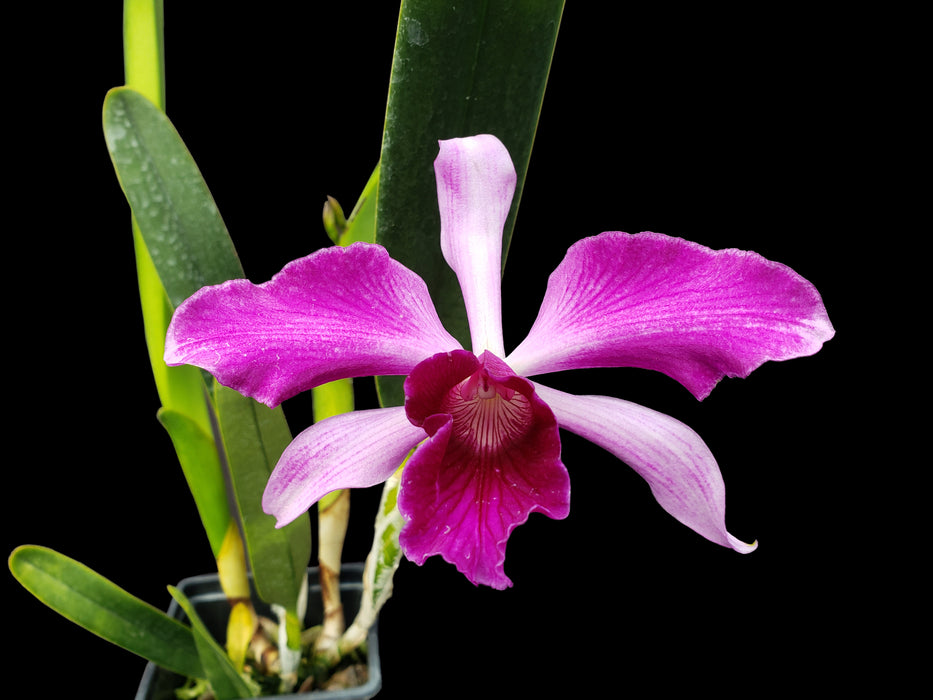 Laelia purpurata Rubra x Sanguinea