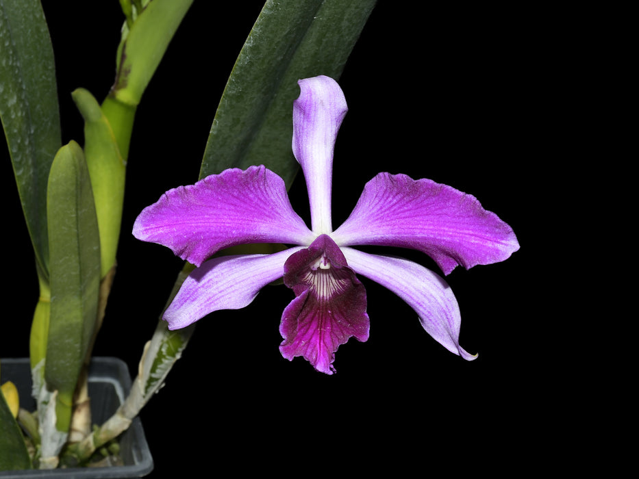 Laelia purpurata Rubra x Sanguinea 'Ecuagenera'