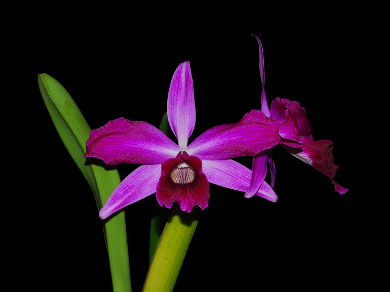 Cattleya purpurata (Sanguinea # 20 Celio x 'Sanguinea Dirlene')
