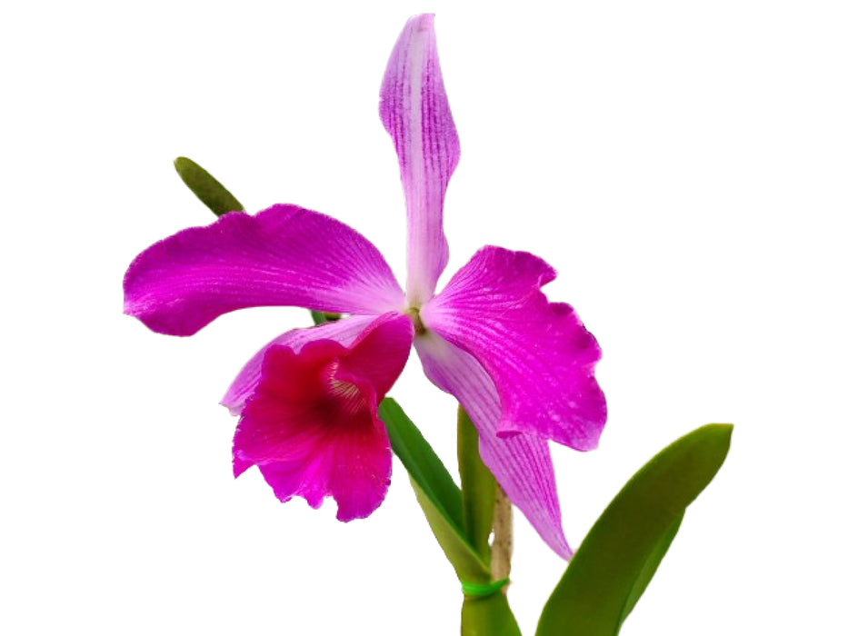 Laelia purpurata Sanguinea x Rubra