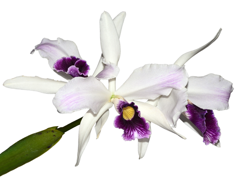 Cattleya purpurata f. purple