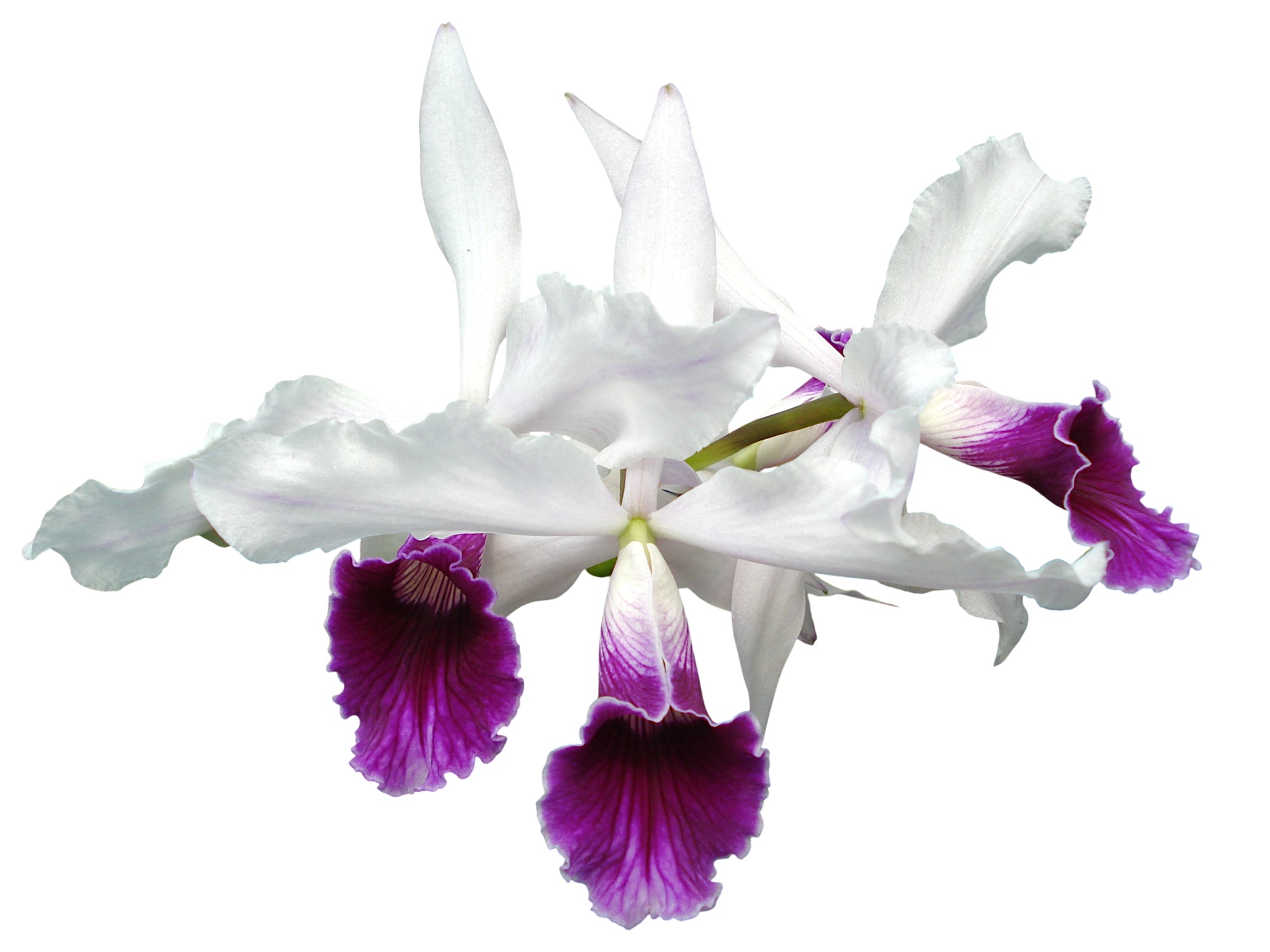 Cattleya purpurata f. semialba var gilbert rubra