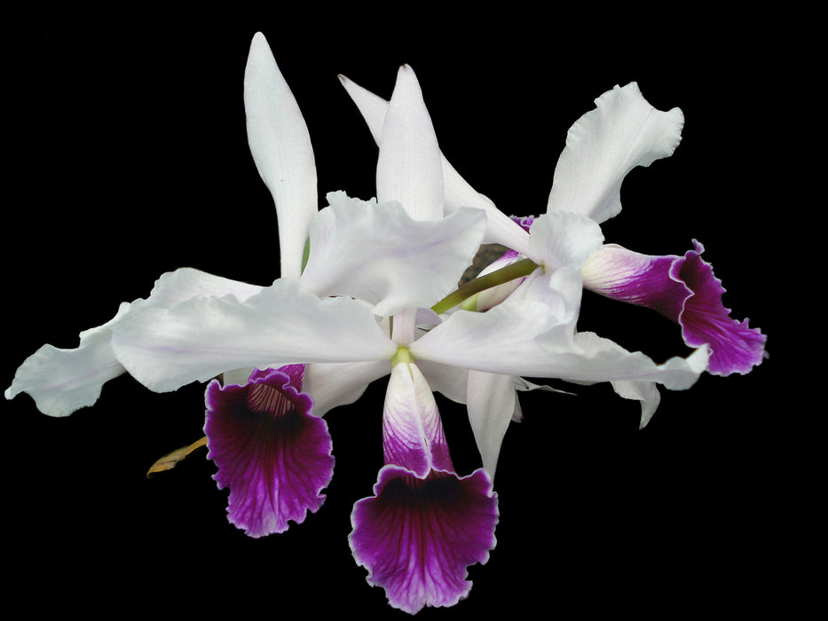 Laelia purpurata f. semialba var gilbert rubra