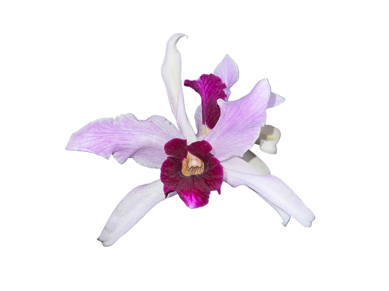 Cattleya purpurata f. vinicolor x atropurpurea 'Ecuagenera'