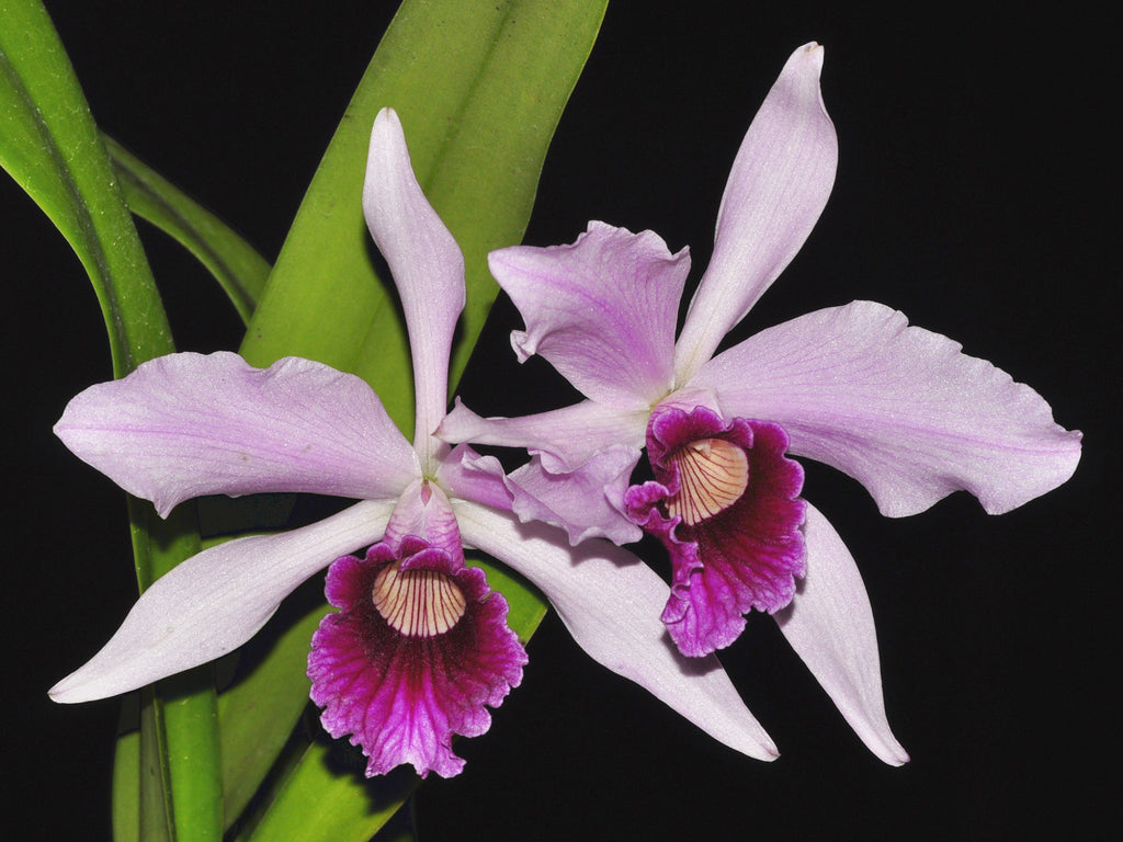 BRAZILIAN ORCHIDS 蘭の王国 Laelia purpurata The Orchid Column: The Brazilian Beauty, Laelia purpurata