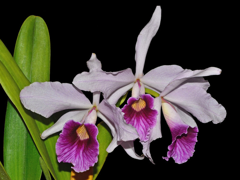 Cattleya purpurata purple lip x pink lip
