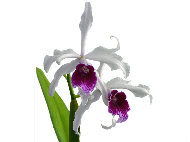 Cattleya purpurata rubra 001539 x self