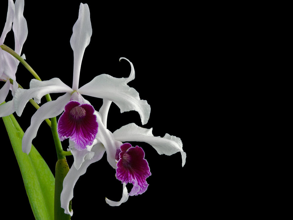 Laelia purpurata rubra 001539 x self