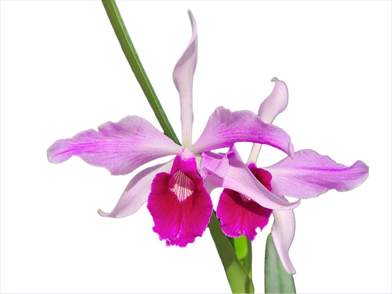 Cattleya purpurata var. gilbert x var. atropurpurea 'Ecuagenera'
