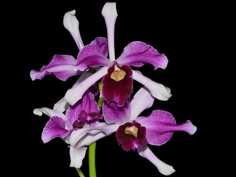 Cattleya purpurata var. atropurpurea
